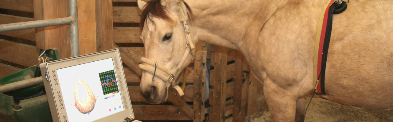 Behandlung mit Metavital Horse